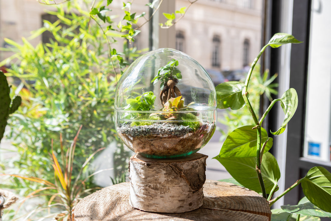 Terrarium "Toto M"