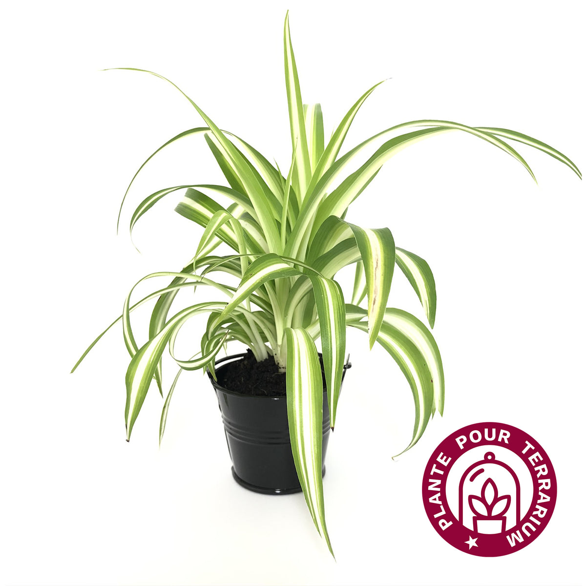 Baby Chlorophytum