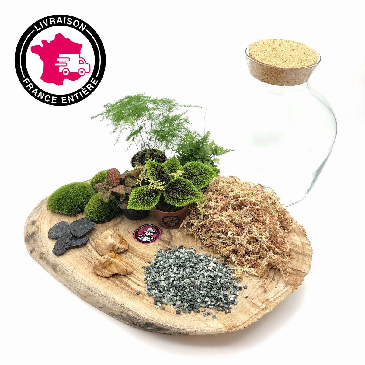 Kit Terrarium DIY "Aragon L"