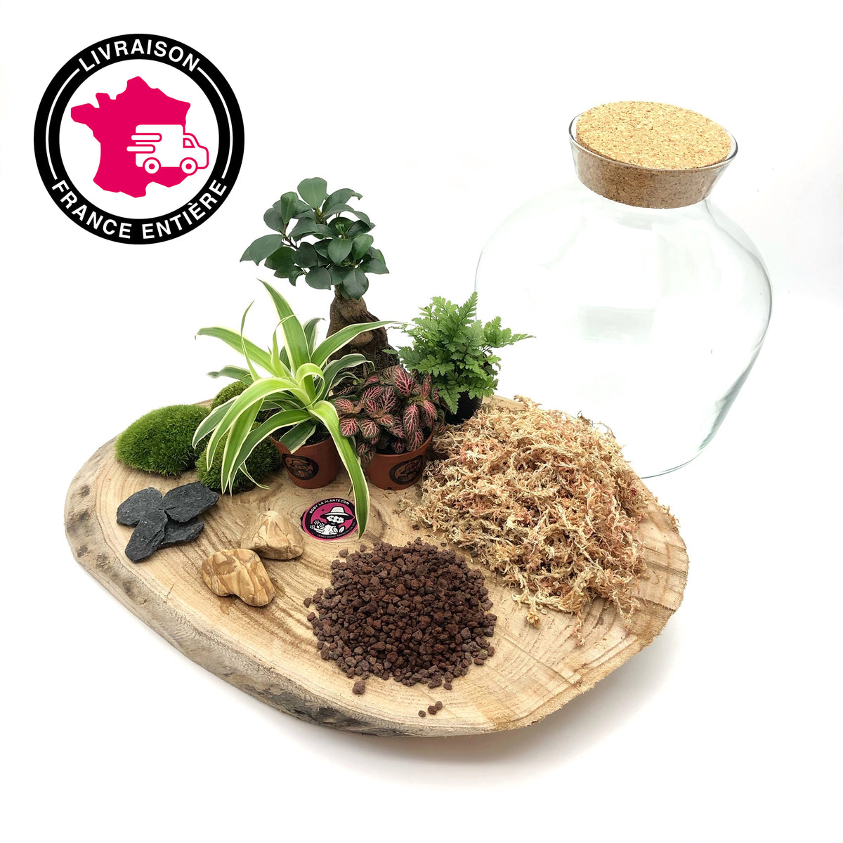Kit Terrarium DIY "Aragon L"