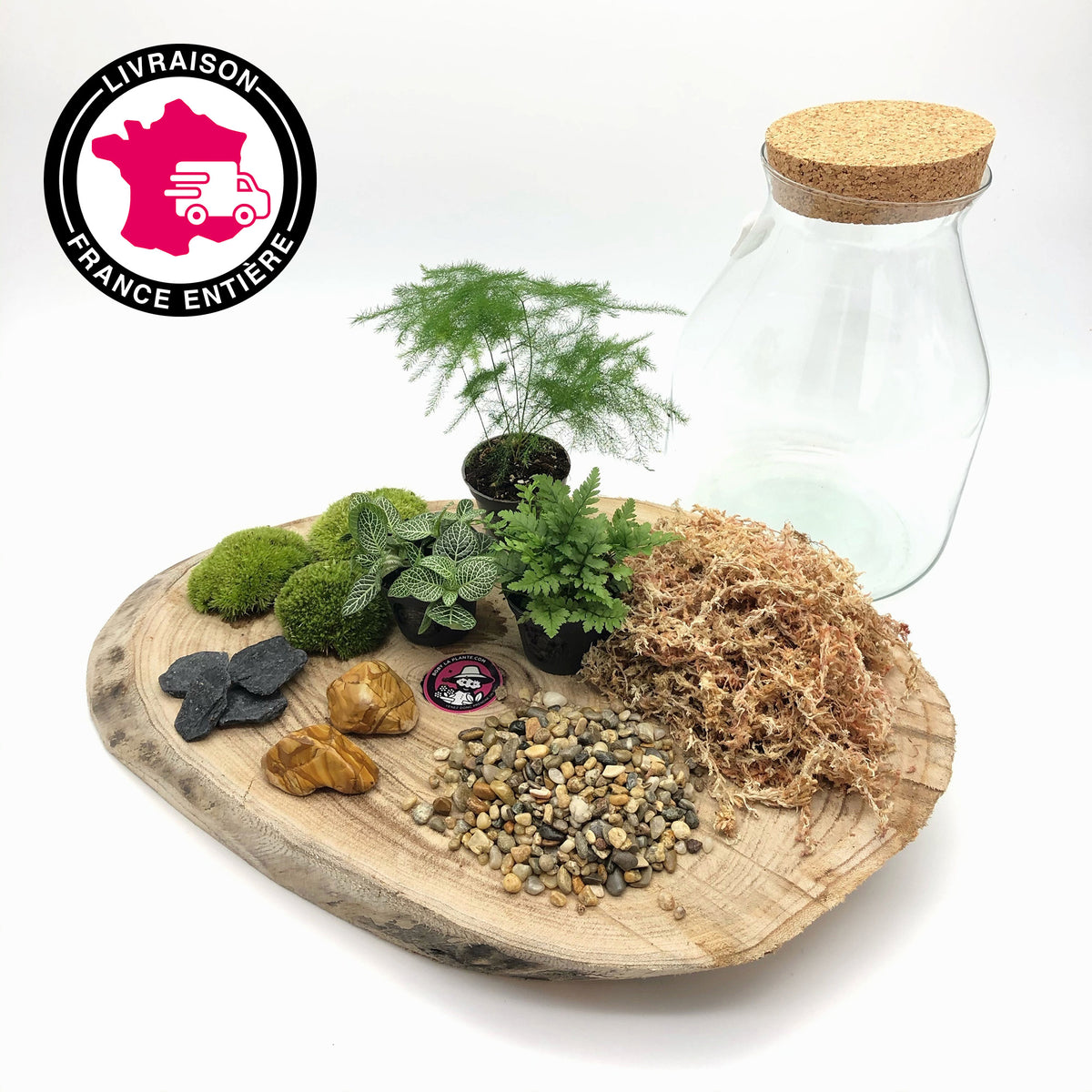 Kit Terrarium DIY "Zantrop"