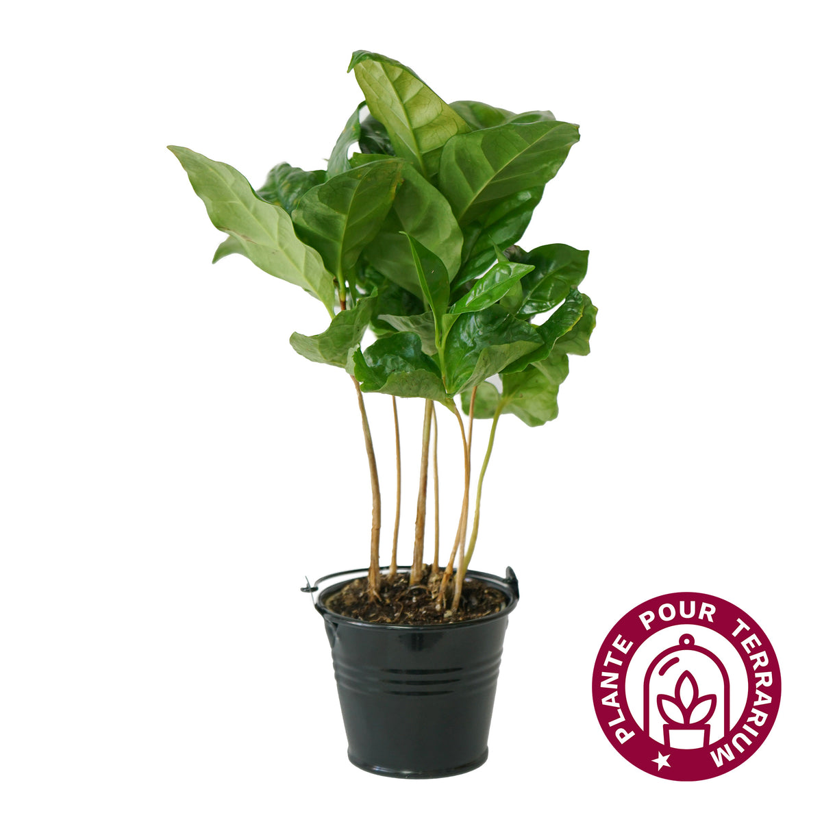 Baby Caféier "Arabica"