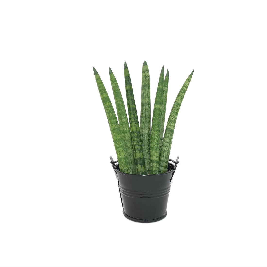Baby Sanseveria "Spaghetti"