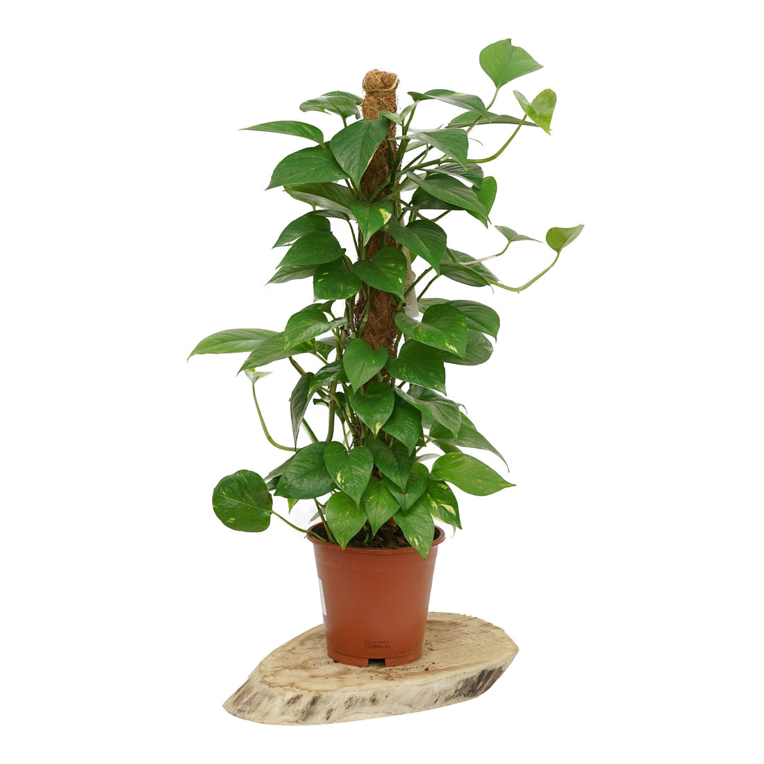 Pothos L