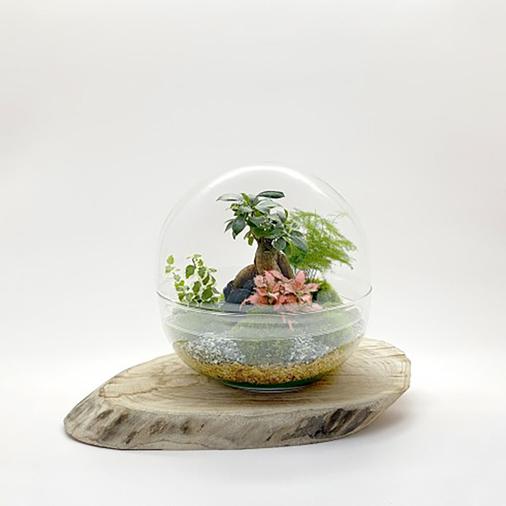 Terrarium "Toto XL"