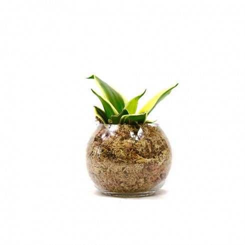 Boule S Sanseveria "Langue de Belle-Mère"