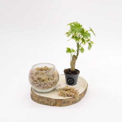 Kit DIY "Boule Dépolluante"