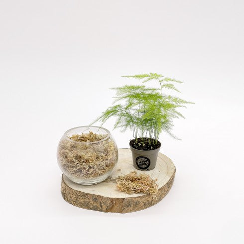 Kit DIY "Boule Dépolluante"