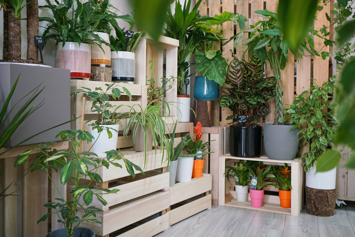 Plantes d'intérieur