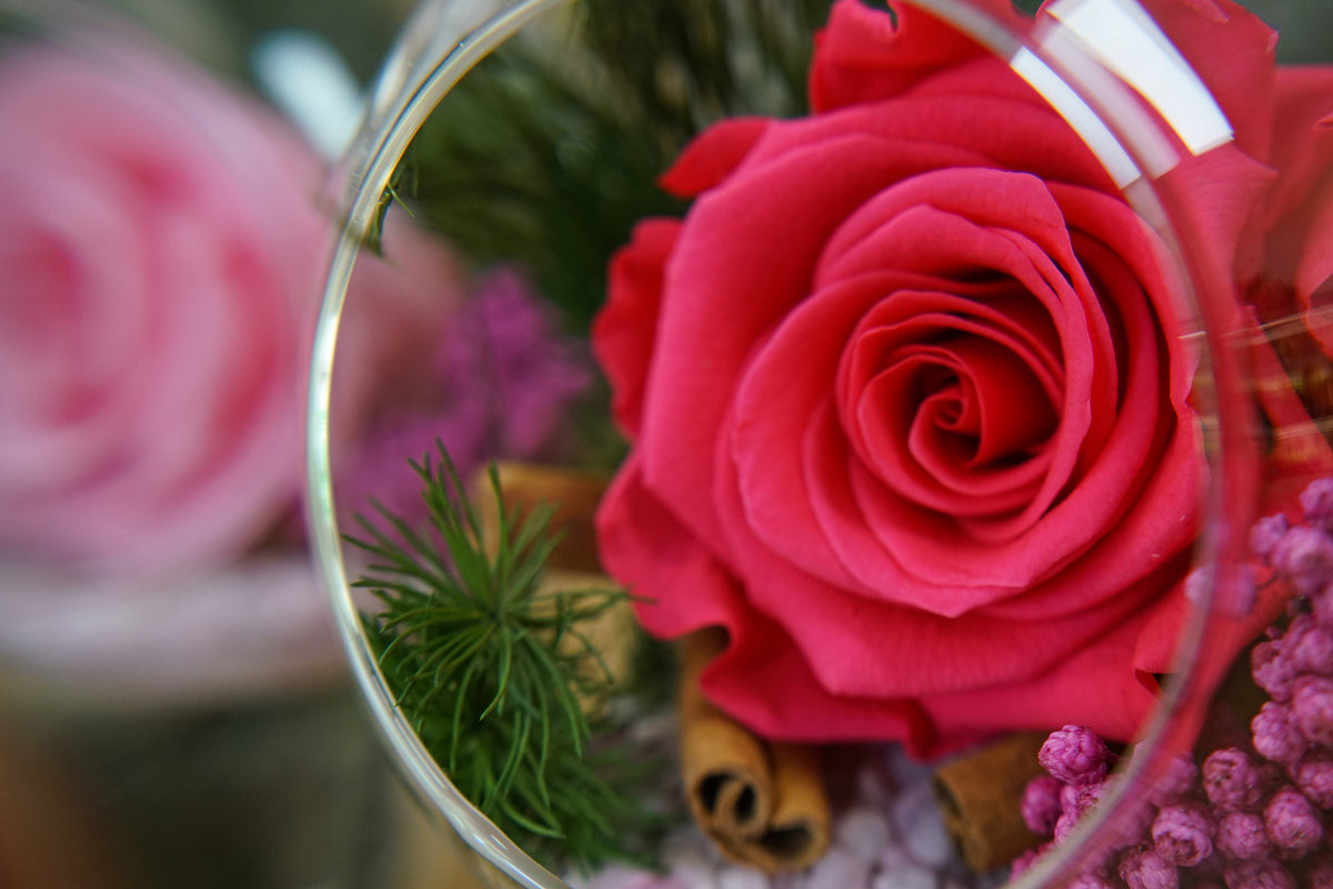 Rose éternelle