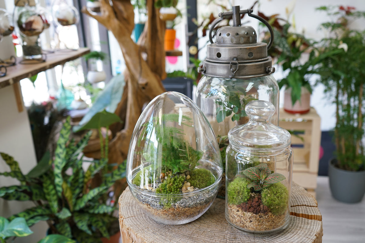 Terrariums Livraison Paris et 92
