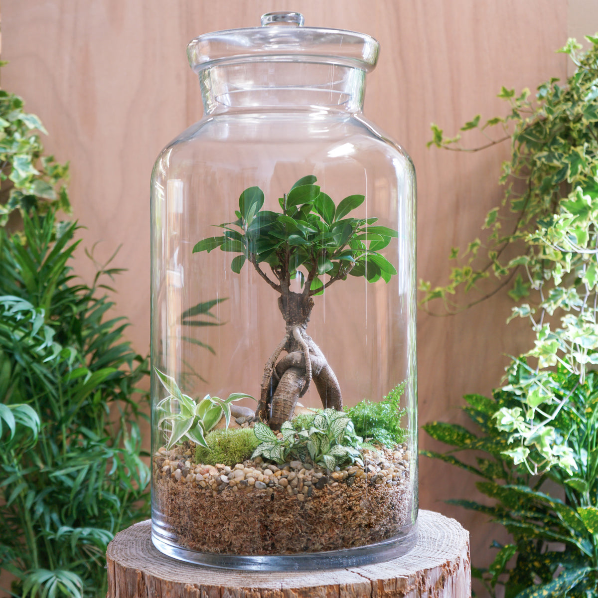 Terrarium "Fleur Bleue XXL"