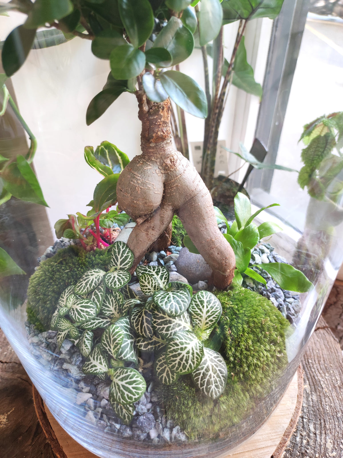 Terrarium "Fleur Bleue XXL"