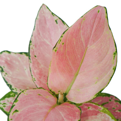Baby Aglaonéma Pink Star