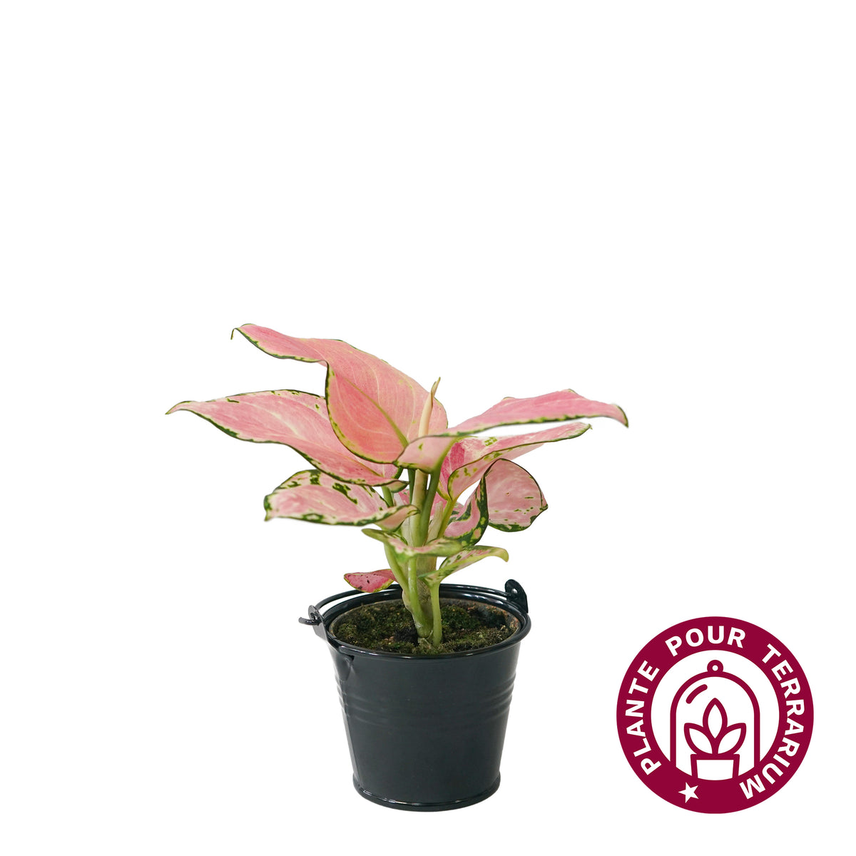 Baby Aglaonéma Pink Star