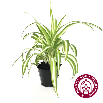Baby Chlorophytum