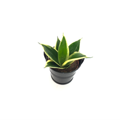 Baby Sanseveria "Langue de Belle-Mère"