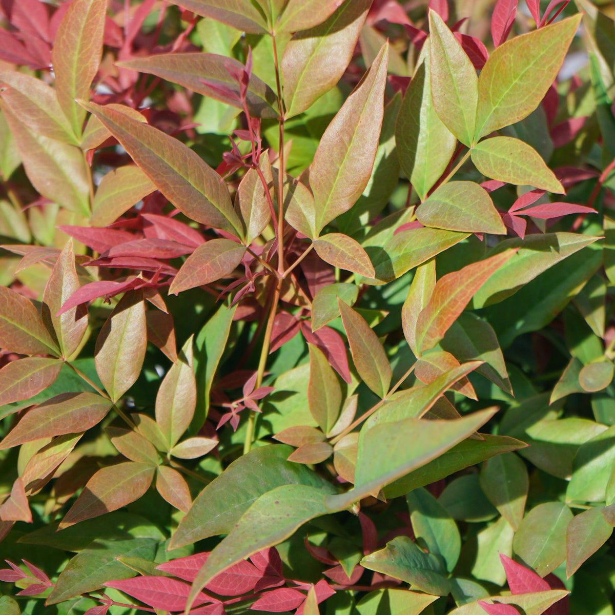 Nandina "Bambou sacré du Japon"
