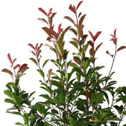 Photinia Red Robin