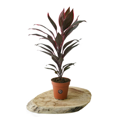 Cordyline Fructicosa Purple