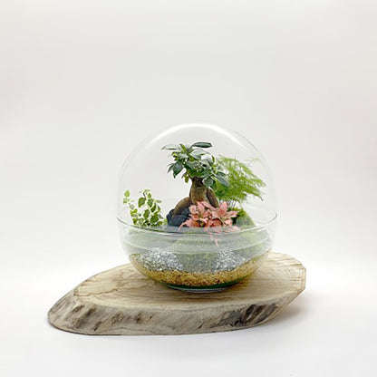 Terrarium "Toto XL"