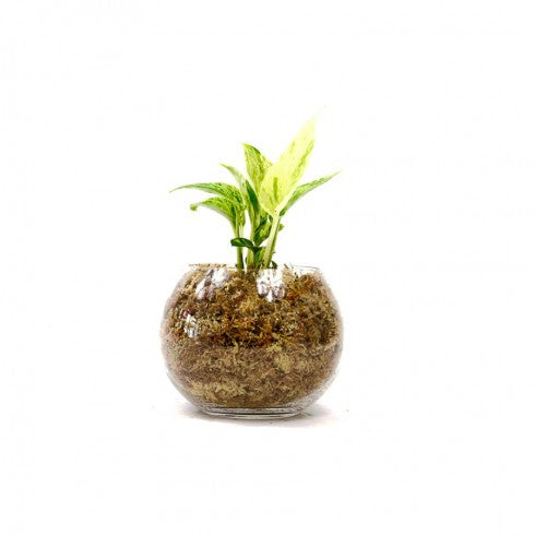 Boule S Pothos