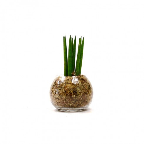 Boule S Sanseveria Spaghetti