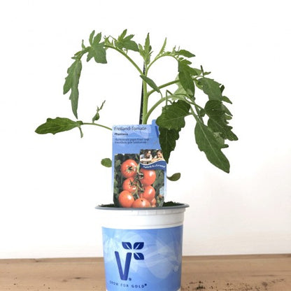 Tomate