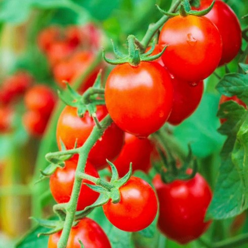 Tomate