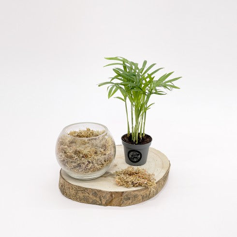 Kit DIY "Boule Dépolluante"