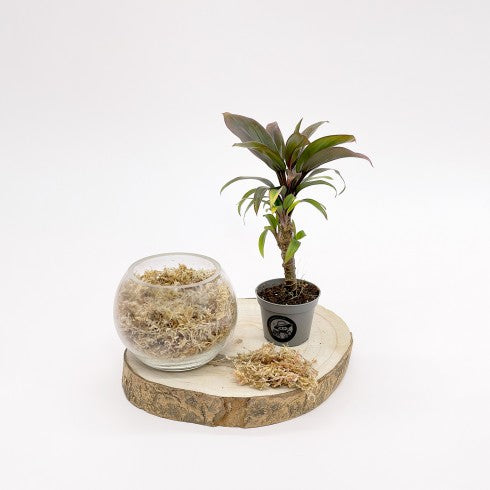 Kit DIY "Boule Dépolluante"