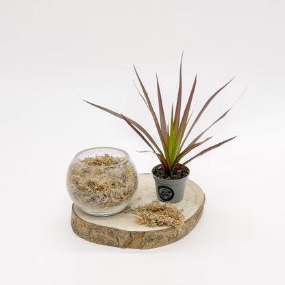 Kit DIY "Boule Dépolluante"