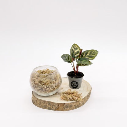 Kit DIY "Boule Dépolluante"