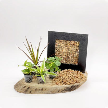 Kit Cadre Végétal DIY Noir