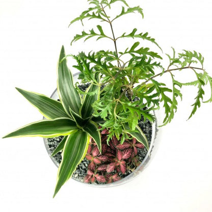 Composition biseautée "Lydie" Polyscias Fruticosa
